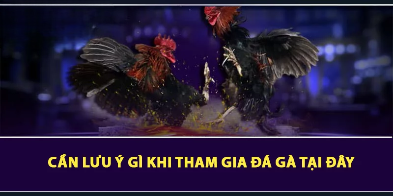 Đá Gà LUCK8 – Trải Nghiệm Đỉnh Cao Cùng Đam Mê Gà Chọi 