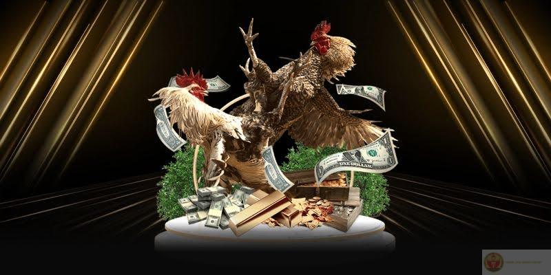 Đá Gà AE888 – Trải Nghiệm Cá Cược Kịch Tính Với Những Trận Đấu Đỉnh Cao