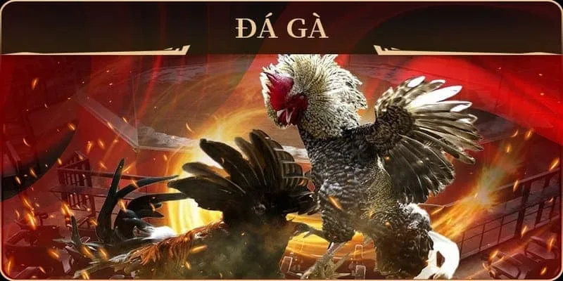 Trải Nghiệm Sảnh Đá Gà AE888 Cùng Những Ưu Điểm Nổi Bật